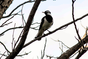 Australian Magpie-Lark (Grallina cyanoleuca)