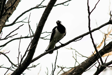 Australian Magpie-Lark (Grallina cyanoleuca)