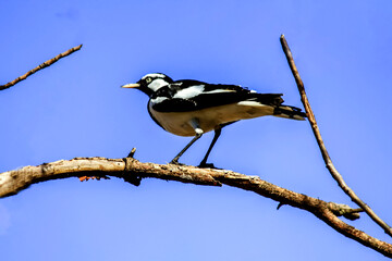 Australian Magpie-Lark (Grallina cyanoleuca)
