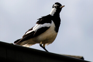 Australian Magpie-Lark (Grallina cyanoleuca)