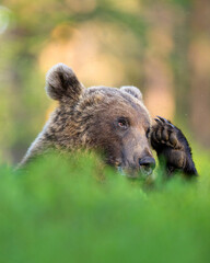 Brown bear salutes in the forest, cute moment