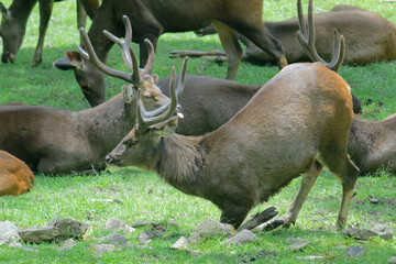 Reindeer Wildlife Scene – Perfect for Christmas Backgrounds