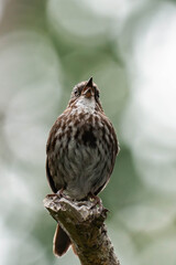 Song sparrow (Melospiza melodia) in British Columbia, Canada.