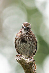 Song sparrow (Melospiza melodia) in British Columbia, Canada.
