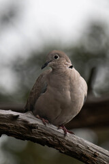 Mourning dove (Zenaida macroura), american mourning dove, perched on a tree in British Columbia, Canada.