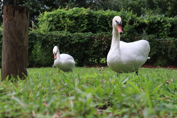 Two white swans are outside on green grass