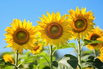 Obraz premium Vibrant Sunflower Blooms on a Bright Sunny Day Under a Clear Blue Sky