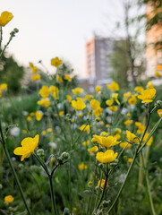 Fototapeta premium field of yellow flowers