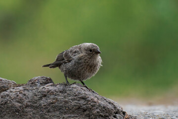 Song sparrow (Melospiza melodia) in British Columbia, Canada.