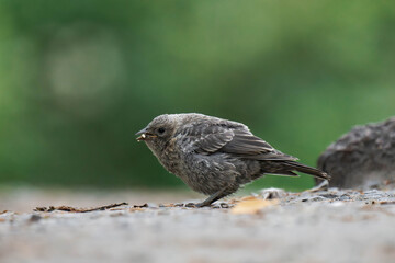 Song sparrow (Melospiza melodia) in British Columbia, Canada.