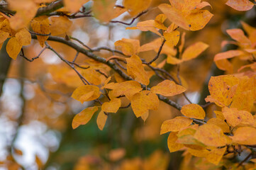 Amelanchier lamarckii shadbush colorful autumnal shrub branches full of beautiful red orange yellow leaves