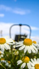 Daisies in Focus with Irrigation System