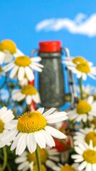 Daisy flowers and a small camping stove