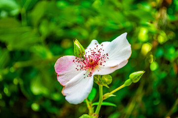 Einzigartige weiße Blütenblattstruktur