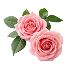 Naklejka premium Two pink roses isolated on transparent background