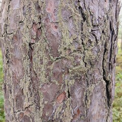 Moss-Draped Pine Bark Close-Up in Forest

