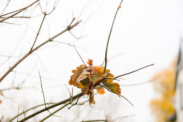 A bunch of yellow autumn leaves clinging to bare tree branches against a backdrop of sky; blurred background.