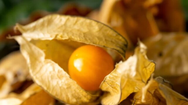 Close Up of a Vibrant Goldenberry Fruit with a Papery Husk in a Soft Natural Light on Dark Green Background