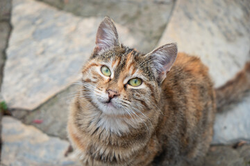 A detailed close-up image of a charming tabby cat showcasing its unique fur patterns and vibrant eyes.