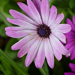 Fototapeta premium Purple gradient African daisy ( osteospermum ) close up
