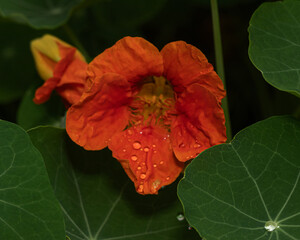 Vivid orange nasturtium blossom covered in water droplets, framed by round green leaves. A lush macro image ideal for nature-inspired design, health branding, garden visuals, or eco food content.