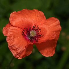 Close-up of a vibrant red poppy flower with raindrops, detailed central capsule, and dark stamens. A striking floral image ideal for nature projects, remembrance themes, or editorial design.