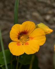 Bright yellow nasturtium in bloom, with a closed bud and delicate raindrops on petals. Captured in soft natural light, perfect for eco-themed design, herbal content, or garden visuals.