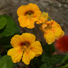 Macro image of three blooming yellow nasturtiums with water droplets, surrounded by vivid green foliage. Ideal for garden visuals, organic-themed content, natural wellness, or floral print design.