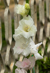 Elegant gladiolus blossoms in white and pale pink hues, captured vertically with a textured metal fence in the background. A refined floral image perfect for editorial, decor, or wellness use