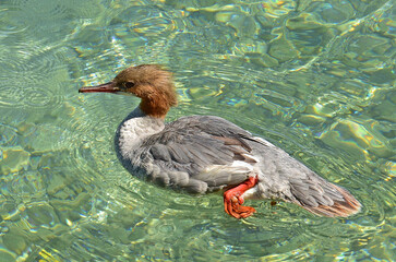 Female Mergus Merganser swimming in clear waters of Lake Geneva Switzerland