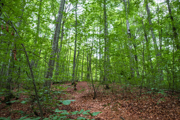 A Lush and Vibrant Green Forest Filled with Dense Trees and Leafy Ground Cover All Around