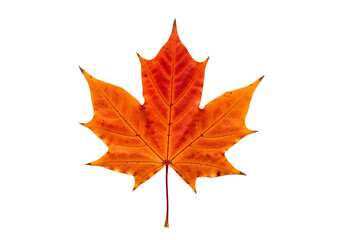 Fototapeta premium A vibrant autumnal maple leaf displays its fiery orange hues against a striking black backdrop.