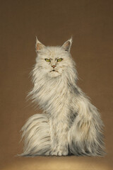 Hand-drawn illustration of a white longhaired Main Coon cat