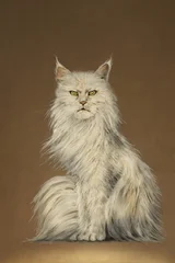 Fototapete Surrealismus Hand-drawn illustration of a white longhaired Main Coon cat  © vali_111
