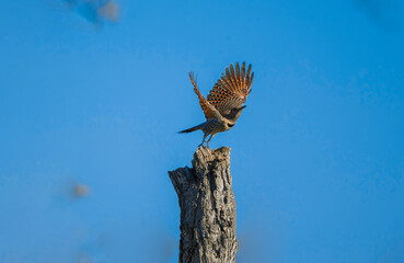 Northern Flicker Woodpecker Spreading Wings on Tree Stump Against Clear Blue Sky