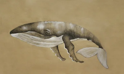 Fototapete Surrealismus Handmade illustration of a Humpback Whale  © vali_111
