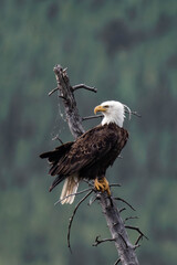 Adult bald eagle perched on top of a tree in Banff National Park, Alberta, Canada. 