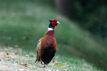 Common pheasant (Phasianus colchicus) in British Columbia, Canada. 