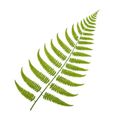 Lush green fern leaf showcasing nature's delicate patterns and forms