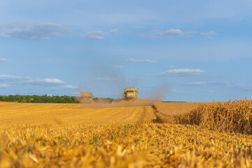 Harvesting wheat in golden fields under a clear blue sky in late summer