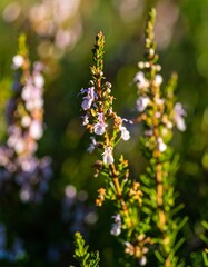 Close-up of delicate light purple flowers on green stems