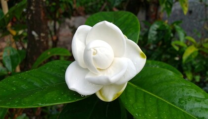 White gardenia flower blooming with fresh green leaves in the rainy season