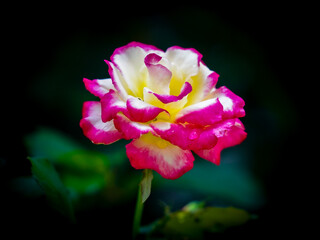 a pink, white, and yellow rose flower blooming in my garden with a dark background