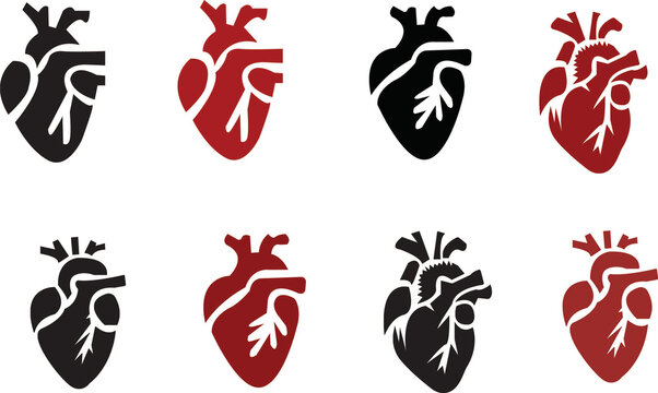 Anatomical Heart Icon set,Human Heart,Cardiac Muscle Line and Silhouette Color Icon Set. Medical Cardiology Pictogram.Collection on White Background.Real human heart organ icon.