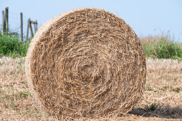 Golden hay bales at the Wallon countryside in Leglise, Luxembourg Province, Belgium