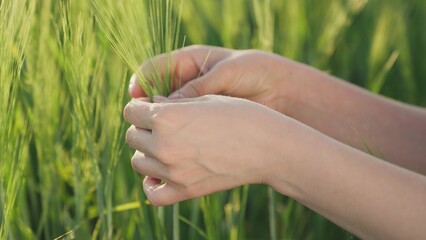 farmer's hand touches green ears of wheat in field, golden rye on agronomist ranch, grain grows,...