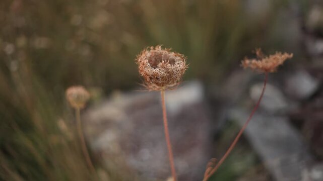 Schafgarbe Pionierpflanze Samen blume Steinbruch 