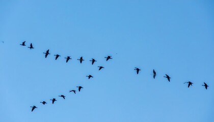 Fototapeta premium Birds in flight against a clear sky