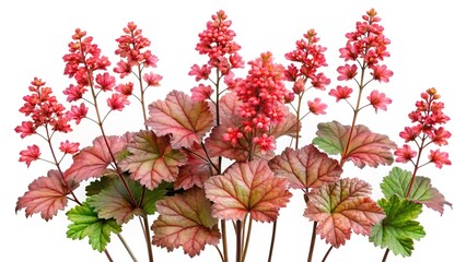 Fototapeta premium Beautiful coral bells flowering plant with colorful foliage on a white background