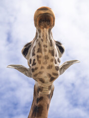 Giraffa reticulata (The reticulated giraffe), Giraffe head photographed from a low angle, highlighting the long neck and detailed facial features